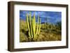 Organ Pipe Cactus NM, Saguaro and Organ Pipe Cactus to the Ajo Mts-Richard Wright-Framed Photographic Print