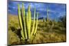 Organ Pipe Cactus NM, Saguaro and Organ Pipe Cactus to the Ajo Mts-Richard Wright-Mounted Photographic Print