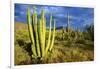 Organ Pipe Cactus NM, Saguaro and Organ Pipe Cactus to the Ajo Mts-Richard Wright-Framed Photographic Print