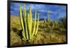 Organ Pipe Cactus NM, Saguaro and Organ Pipe Cactus to the Ajo Mts-Richard Wright-Framed Photographic Print