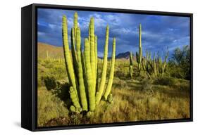 Organ Pipe Cactus NM, Saguaro and Organ Pipe Cactus to the Ajo Mts-Richard Wright-Framed Stretched Canvas