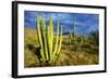 Organ Pipe Cactus NM, Saguaro and Organ Pipe Cactus to the Ajo Mts-Richard Wright-Framed Photographic Print