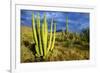 Organ Pipe Cactus NM, Saguaro and Organ Pipe Cactus to the Ajo Mts-Richard Wright-Framed Photographic Print