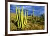 Organ Pipe Cactus NM, Saguaro and Organ Pipe Cactus to the Ajo Mts-Richard Wright-Framed Photographic Print