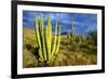 Organ Pipe Cactus NM, Saguaro and Organ Pipe Cactus to the Ajo Mts-Richard Wright-Framed Photographic Print