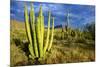 Organ Pipe Cactus NM, Saguaro and Organ Pipe Cactus to the Ajo Mts-Richard Wright-Mounted Photographic Print