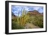 Organ Pipe Cactus NM, Saguaro and Organ Pipe Cactus to the Ajo Mts-Richard Wright-Framed Photographic Print