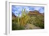 Organ Pipe Cactus NM, Saguaro and Organ Pipe Cactus to the Ajo Mts-Richard Wright-Framed Photographic Print