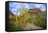 Organ Pipe Cactus NM, Saguaro and Organ Pipe Cactus to the Ajo Mts-Richard Wright-Framed Stretched Canvas