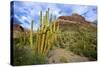 Organ Pipe Cactus NM, Saguaro and Organ Pipe Cactus to the Ajo Mts-Richard Wright-Stretched Canvas