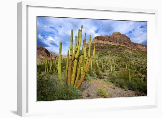 Organ Pipe Cactus NM, Saguaro and Organ Pipe Cactus to the Ajo Mts-Richard Wright-Framed Photographic Print