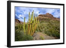 Organ Pipe Cactus NM, Saguaro and Organ Pipe Cactus to the Ajo Mts-Richard Wright-Framed Photographic Print