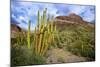 Organ Pipe Cactus NM, Saguaro and Organ Pipe Cactus to the Ajo Mts-Richard Wright-Mounted Photographic Print