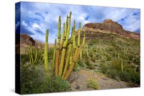 Organ Pipe Cactus NM, Saguaro and Organ Pipe Cactus to the Ajo Mts-Richard Wright-Stretched Canvas