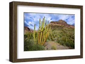 Organ Pipe Cactus NM, Saguaro and Organ Pipe Cactus to the Ajo Mts-Richard Wright-Framed Photographic Print