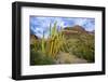 Organ Pipe Cactus NM, Saguaro and Organ Pipe Cactus to the Ajo Mts-Richard Wright-Framed Photographic Print