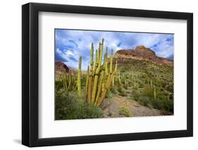 Organ Pipe Cactus NM, Saguaro and Organ Pipe Cactus to the Ajo Mts-Richard Wright-Framed Photographic Print