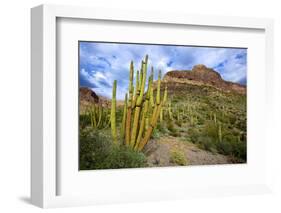 Organ Pipe Cactus NM, Saguaro and Organ Pipe Cactus to the Ajo Mts-Richard Wright-Framed Photographic Print