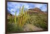 Organ Pipe Cactus NM, Saguaro and Organ Pipe Cactus to the Ajo Mts-Richard Wright-Framed Photographic Print