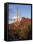 Organ Pipe Cactus Nm, Saguaro Cacti in the Ajo Mountains-Christopher Talbot Frank-Framed Stretched Canvas