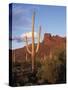 Organ Pipe Cactus Nm, Saguaro Cacti in the Ajo Mountains-Christopher Talbot Frank-Stretched Canvas