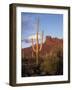 Organ Pipe Cactus Nm, Saguaro Cacti in the Ajo Mountains-Christopher Talbot Frank-Framed Photographic Print