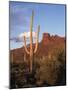 Organ Pipe Cactus Nm, Saguaro Cacti in the Ajo Mountains-Christopher Talbot Frank-Mounted Photographic Print