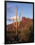 Organ Pipe Cactus Nm, Saguaro Cacti in the Ajo Mountains-Christopher Talbot Frank-Framed Photographic Print