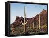 Organ Pipe Cactus Nm, Saguaro Cacti in the Ajo Mountains-Christopher Talbot Frank-Framed Stretched Canvas