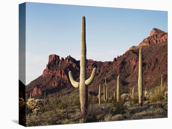 Organ Pipe Cactus Nm, Saguaro Cacti in the Ajo Mountains-Christopher Talbot Frank-Stretched Canvas