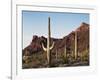 Organ Pipe Cactus Nm, Saguaro Cacti in the Ajo Mountains-Christopher Talbot Frank-Framed Premium Photographic Print