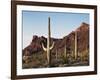 Organ Pipe Cactus Nm, Saguaro Cacti in the Ajo Mountains-Christopher Talbot Frank-Framed Premium Photographic Print