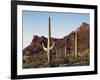 Organ Pipe Cactus Nm, Saguaro Cacti in the Ajo Mountains-Christopher Talbot Frank-Framed Premium Photographic Print