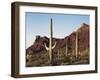Organ Pipe Cactus Nm, Saguaro Cacti in the Ajo Mountains-Christopher Talbot Frank-Framed Photographic Print