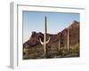 Organ Pipe Cactus Nm, Saguaro Cacti in the Ajo Mountains-Christopher Talbot Frank-Framed Photographic Print