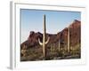 Organ Pipe Cactus Nm, Saguaro Cacti in the Ajo Mountains-Christopher Talbot Frank-Framed Photographic Print