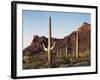 Organ Pipe Cactus Nm, Saguaro Cacti in the Ajo Mountains-Christopher Talbot Frank-Framed Photographic Print