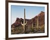 Organ Pipe Cactus Nm, Saguaro Cacti in the Ajo Mountains-Christopher Talbot Frank-Framed Photographic Print