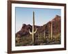 Organ Pipe Cactus Nm, Saguaro Cacti in the Ajo Mountains-Christopher Talbot Frank-Framed Photographic Print