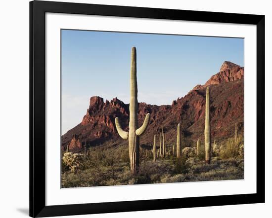 Organ Pipe Cactus Nm, Saguaro Cacti in the Ajo Mountains-Christopher Talbot Frank-Framed Photographic Print