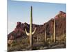 Organ Pipe Cactus Nm, Saguaro Cacti in the Ajo Mountains-Christopher Talbot Frank-Mounted Photographic Print