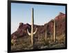 Organ Pipe Cactus Nm, Saguaro Cacti in the Ajo Mountains-Christopher Talbot Frank-Framed Photographic Print