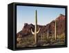 Organ Pipe Cactus Nm, Saguaro Cacti in the Ajo Mountains-Christopher Talbot Frank-Framed Stretched Canvas