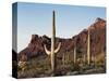 Organ Pipe Cactus Nm, Saguaro Cacti in the Ajo Mountains-Christopher Talbot Frank-Stretched Canvas