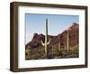 Organ Pipe Cactus Nm, Saguaro Cacti in the Ajo Mountains-Christopher Talbot Frank-Framed Photographic Print