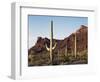 Organ Pipe Cactus Nm, Saguaro Cacti in the Ajo Mountains-Christopher Talbot Frank-Framed Photographic Print