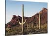 Organ Pipe Cactus Nm, Saguaro Cacti in the Ajo Mountains-Christopher Talbot Frank-Stretched Canvas