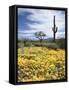 Organ Pipe Cactus Nm, Saguaro Cactus and Desert Wildflowers-Christopher Talbot Frank-Framed Stretched Canvas