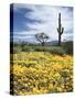 Organ Pipe Cactus Nm, Saguaro Cactus and Desert Wildflowers-Christopher Talbot Frank-Stretched Canvas