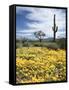 Organ Pipe Cactus Nm, Saguaro Cactus and Desert Wildflowers-Christopher Talbot Frank-Framed Stretched Canvas